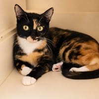 Savana, chatte à adopter