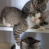 News, chat à adopter