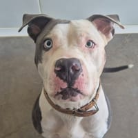 PAPAITA QCN, chien à adopter