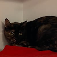 LINA, chatte à adopter