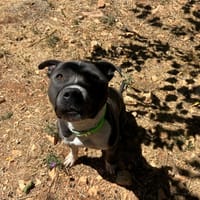 TOKYO, chien à adopter