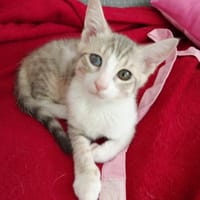 CRACOTTE, chatte à adopter