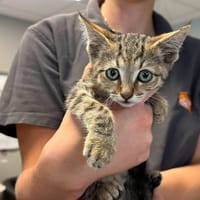 MOLLY, chatte à adopter