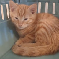 ADORABLE, chat à adopter