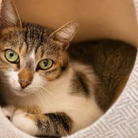 Mikado [FIV+], chat à adopter