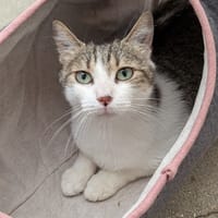 saphira, chatte à adopter