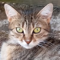 ASPEN, chatte à adopter