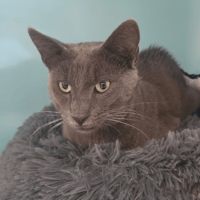 MISTIGRI, chat à adopter