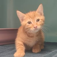 MERVEILLEUX, chatte à adopter