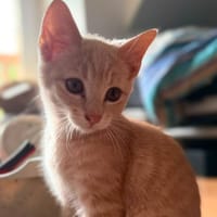 BALOU, chat à adopter