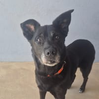 CHICANE, chienne à adopter