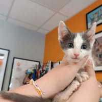 VOLO, chat à adopter