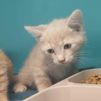 JOLI, chatte à adopter