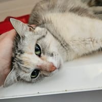 ROXY, chatte à adopter