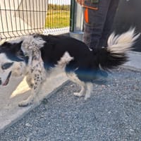 FOXY, chienne à adopter