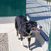 TIKITA, chienne à adopter