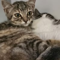 BLOOM (réservée), chatte à adopter