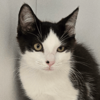 PEPS, chat à adopter