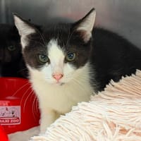 PANDA, chat à adopter