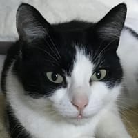 Keli, chatte à adopter