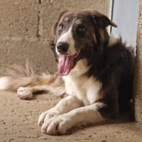 LOUPETTE, chienne à adopter