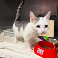 BUNNY, chat à adopter