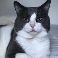Kani, chat à adopter
