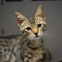 DAKOTA, chatte à adopter