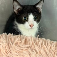 DOMINO, chat à adopter