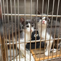 COMTE, chat à adopter