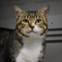 Meïko, chat à adopter