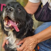 SKYPE, chien à adopter
