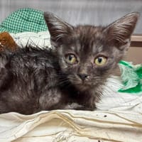 MAASDAM, chat à adopter