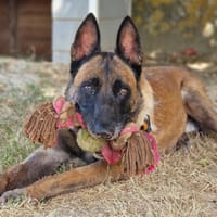 JUNIOR, chien à adopter