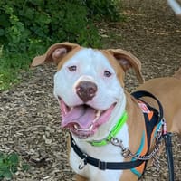 RAGNAR, chien à adopter
