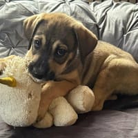 NAYA LA BELLE, chien à adopter