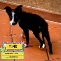 MINO, cane da adottare