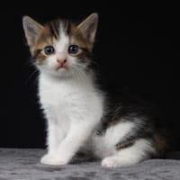 BETTERAVE, chatte à adopter