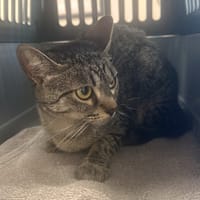 Betty Boop, chatte à adopter
