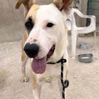 AVA (Maria), chienne à adopter