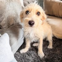 PEACH, chienne à adopter