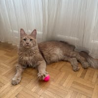 ROUCOOL MAINE COON, chat à adopter