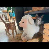 PIKACHU et SALAMECHE, chat à adopter