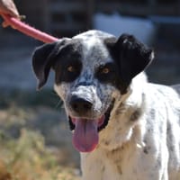 HARO, chien à adopter