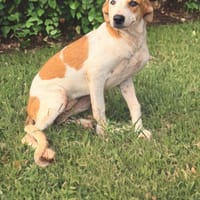 SAVEA, chienne à adopter