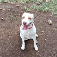 DOLCE, chienne à adopter