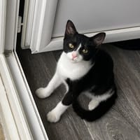BULLE, chatte à adopter
