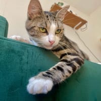 Azura, chatte à adopter