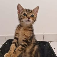 Boo, chatte à adopter