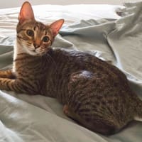 Bounty, chatte à adopter